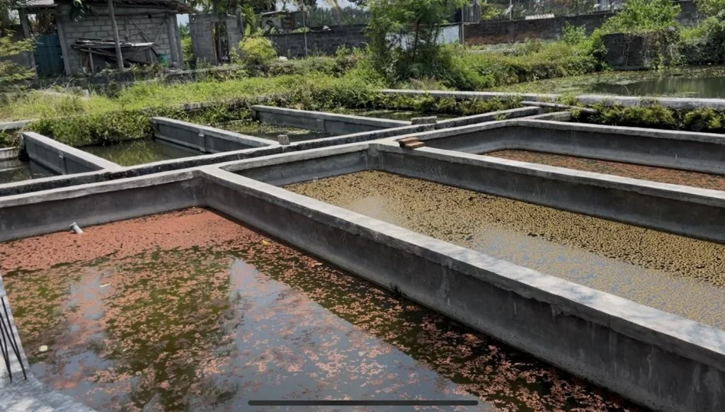 Kolam Budidaya Ikan Desa Ngrajek