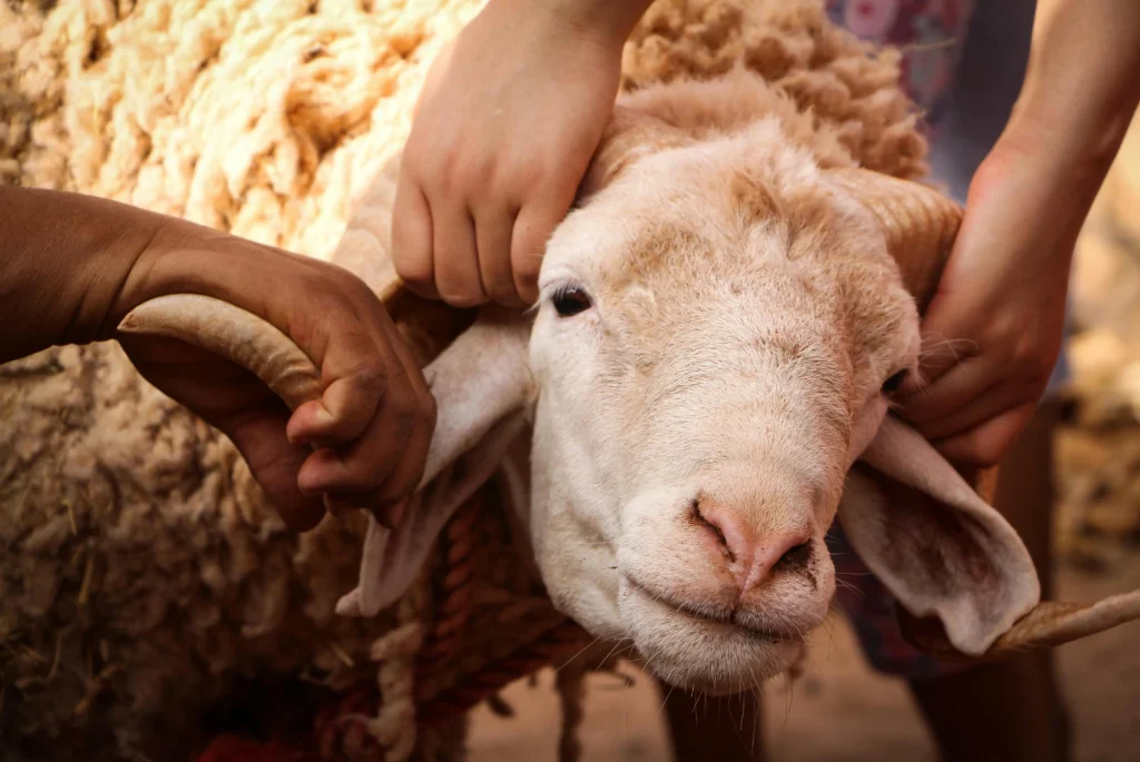 Kambing Kurban Kambing Kurban