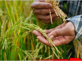 AGRITERA: Solusi Cerdas IoT untuk Petani Padi Lampung