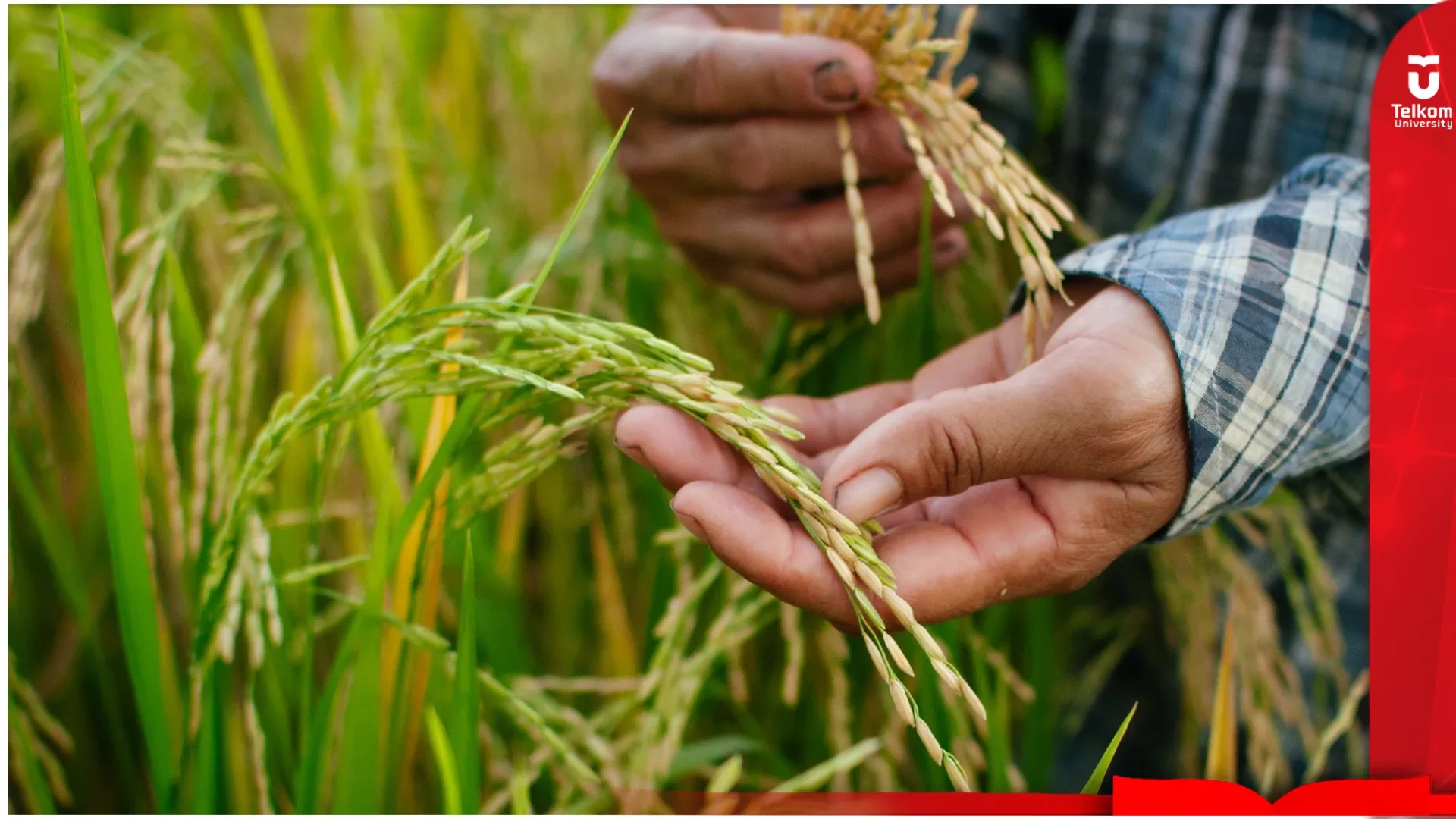 AGRITERA: Solusi Cerdas IoT untuk Petani Padi Lampung